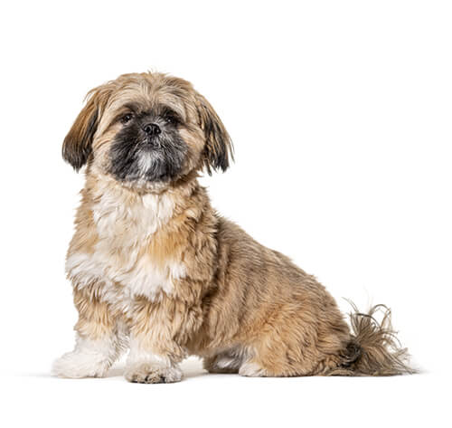 Breed of toy dog store crossed with shih tzu